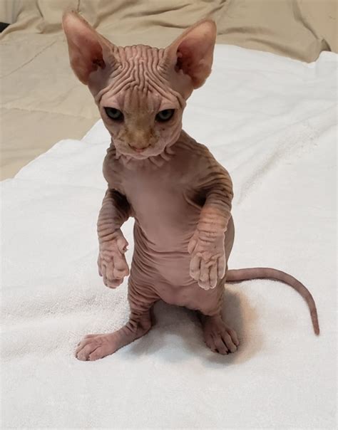 sphynx kittens florida